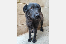 GAIA, Hund, Mischlingshund in Spanien - Bild 1