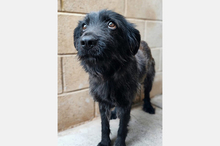 GAIA, Hund, Mischlingshund in Spanien - Bild 2