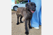 GAIA, Hund, Mischlingshund in Spanien - Bild 3