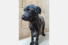 GAIA, Hund, Mischlingshund in Spanien - Bild 4