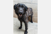 GAIA, Hund, Mischlingshund in Spanien - Bild 5
