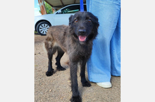 GAIA, Hund, Mischlingshund in Spanien - Bild 6