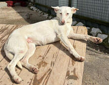 MORO, Hund, Podengo Portugues Pequero-Mix in Portugal - Bild 1
