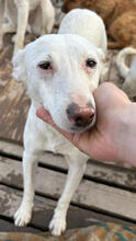 MORO, Hund, Podengo Portugues Pequero-Mix in Portugal - Bild 2