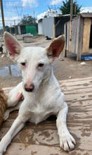 MORO, Hund, Podengo Portugues Pequero-Mix in Portugal - Bild 3