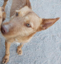 AVIV, Hund, Podengo Portugues Pequero-Mix in Portugal - Bild 2