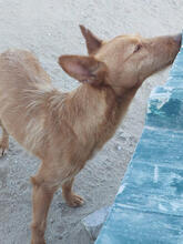 AVIV, Hund, Podengo Portugues Pequero-Mix in Portugal - Bild 3