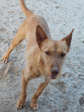 AVIV, Hund, Podengo Portugues Pequero-Mix in Portugal - Bild 4