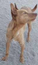 AVIV, Hund, Podengo Portugues Pequero-Mix in Portugal - Bild 5