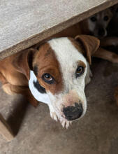JACKY, Hund, Jack Russell Terrier in Portugal - Bild 1