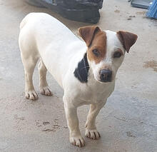 JACKY, Hund, Jack Russell Terrier in Portugal - Bild 2
