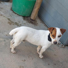 JACKY, Hund, Jack Russell Terrier in Portugal - Bild 3