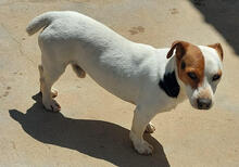 JACKY, Hund, Jack Russell Terrier in Portugal - Bild 4
