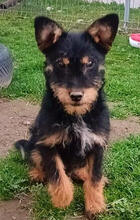 HENRY, Hund, Mischlingshund in Rumänien - Bild 1
