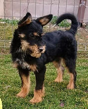HENRY, Hund, Mischlingshund in Rumänien - Bild 2