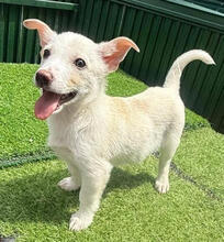 MISHU, Hund, Mischlingshund in Rumänien - Bild 1