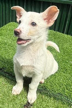 MISHU, Hund, Mischlingshund in Rumänien - Bild 2