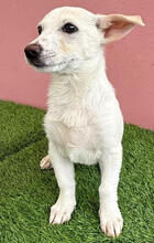 MISHU, Hund, Mischlingshund in Rumänien - Bild 5