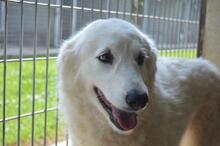 AMAYA, Hund, Maremmano-Mix in Italien - Bild 1