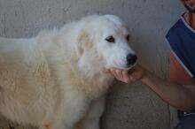 AMAYA, Hund, Maremmano-Mix in Italien - Bild 10