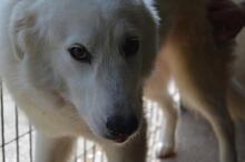 AMAYA, Hund, Maremmano-Mix in Italien - Bild 11