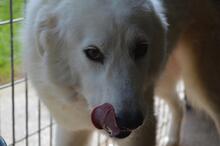 AMAYA, Hund, Maremmano-Mix in Italien - Bild 12