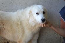 AMAYA, Hund, Maremmano-Mix in Italien - Bild 2