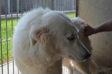 AMAYA, Hund, Maremmano-Mix in Italien - Bild 3