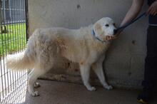 AMAYA, Hund, Maremmano-Mix in Italien - Bild 5
