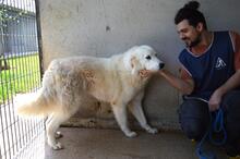 AMAYA, Hund, Maremmano-Mix in Italien - Bild 6