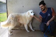 AMAYA, Hund, Maremmano-Mix in Italien - Bild 7
