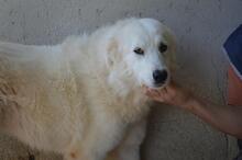 AMAYA, Hund, Maremmano-Mix in Italien - Bild 8