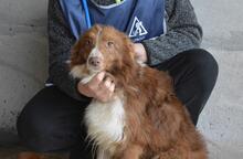 DUARTE, Hund, Mischlingshund in Italien - Bild 1