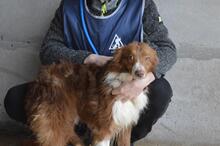 DUARTE, Hund, Mischlingshund in Italien - Bild 2