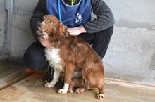 DUARTE, Hund, Mischlingshund in Italien - Bild 3