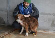 DUARTE, Hund, Mischlingshund in Italien - Bild 5
