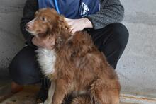 DUARTE, Hund, Mischlingshund in Italien - Bild 6