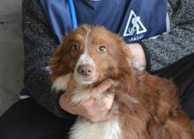 DUARTE, Hund, Mischlingshund in Italien - Bild 8