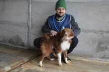 DUARTE, Hund, Mischlingshund in Italien - Bild 9