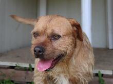 ICARUS, Hund, Mischlingshund in Italien - Bild 12