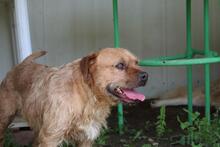 ICARUS, Hund, Mischlingshund in Italien - Bild 13
