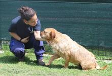 ICARUS, Hund, Mischlingshund in Italien - Bild 17