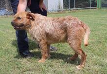 ICARUS, Hund, Mischlingshund in Italien - Bild 19