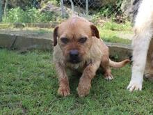 ICARUS, Hund, Mischlingshund in Italien - Bild 2