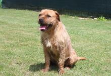 ICARUS, Hund, Mischlingshund in Italien - Bild 20