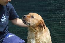 ICARUS, Hund, Mischlingshund in Italien - Bild 3