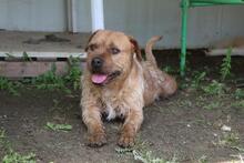 ICARUS, Hund, Mischlingshund in Italien - Bild 4