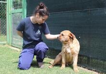 ICARUS, Hund, Mischlingshund in Italien - Bild 5
