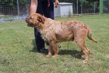 ICARUS, Hund, Mischlingshund in Italien - Bild 7