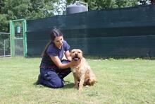 ICARUS, Hund, Mischlingshund in Italien - Bild 8